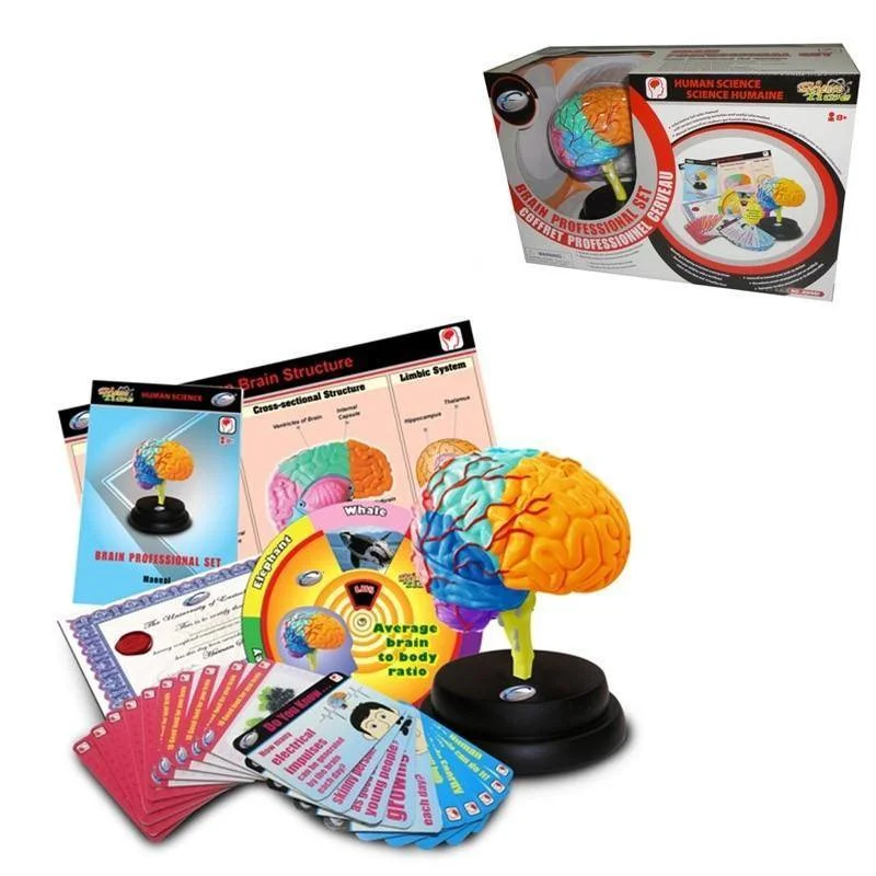 Eco - Conscious Solid Wood Educational Toys with a Social - Skills Development GameAnatomy - Brain Professional  Set