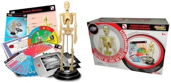 Eco - Friendly Wooden Educational Toys with a Gardening and Plant - Growing KitAnatomy Skeleton Model -Orthopedics Deluxe Set