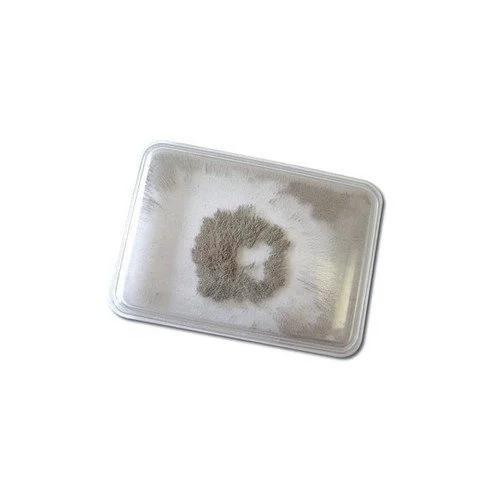 Large - Scale Solid Wood Educational Toys for Group Learning and CollaborationMagnetic Iron Filings in Acrylic case magnet experiment Large - Scale Solid Wood Educational Toys for Group Learning and CollaborationMagnetic Iron Filings in Acrylic case magnet experiment