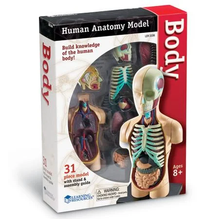 Natural Wood Educational Toys with a Magnetic Puzzle Design for Brain TrainingLearning Resources  - Human BODY Anatomy Model